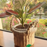 Elevate Your Greenery: The Braided Jute Silhouette